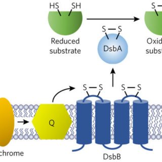 A water-soluble DsbB variant that catalyzes disulfide-bond formation in vivo