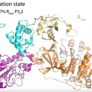 gramacidin synthetase