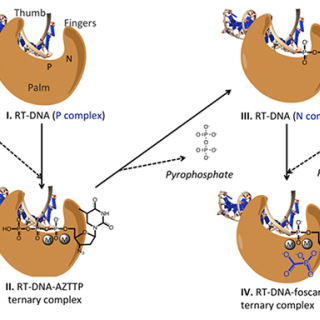 RT-DNA