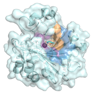 Human carbonic anhydrase IX