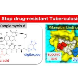 The natural antibiotic kanglemycin A binds bacterial RNA polymerase at the rifampicin binding-pocket