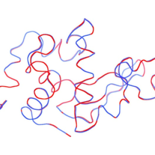 Superposition of the ribbon representations of the backbone chains of the structures solved with small crystals