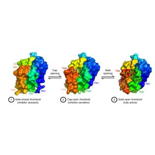 Lateral (membrane) views of structures in surface representation color coded in rainbow colors from amino (blue) to carboxyl (red) termini. Disordered regions are depicted as ribbon-only, and the catalytic serine is marked with an asterisk. The closed form (left) cannot accept either substrates or inhibitors. The cap-open structure (middle) that we visualized as a starting point in the bicelle can accept inhibitors but not substrates. Finally, the gate-open form (right) can accept both substrates and inhibi