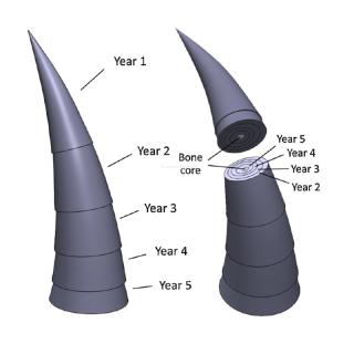 Growth pattern of caprine horn. Left: Diagram of a horn for a 5-year old goat indicating the layer of horn grown at each year of age. Right: Example of a horn cross section, indicating the layer of horn grown at each year of age.