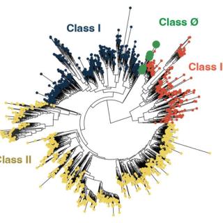 Tree inference diagram for RNR sequence