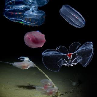 Comb Jellies
