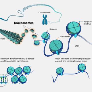 nucleosomes and DNA