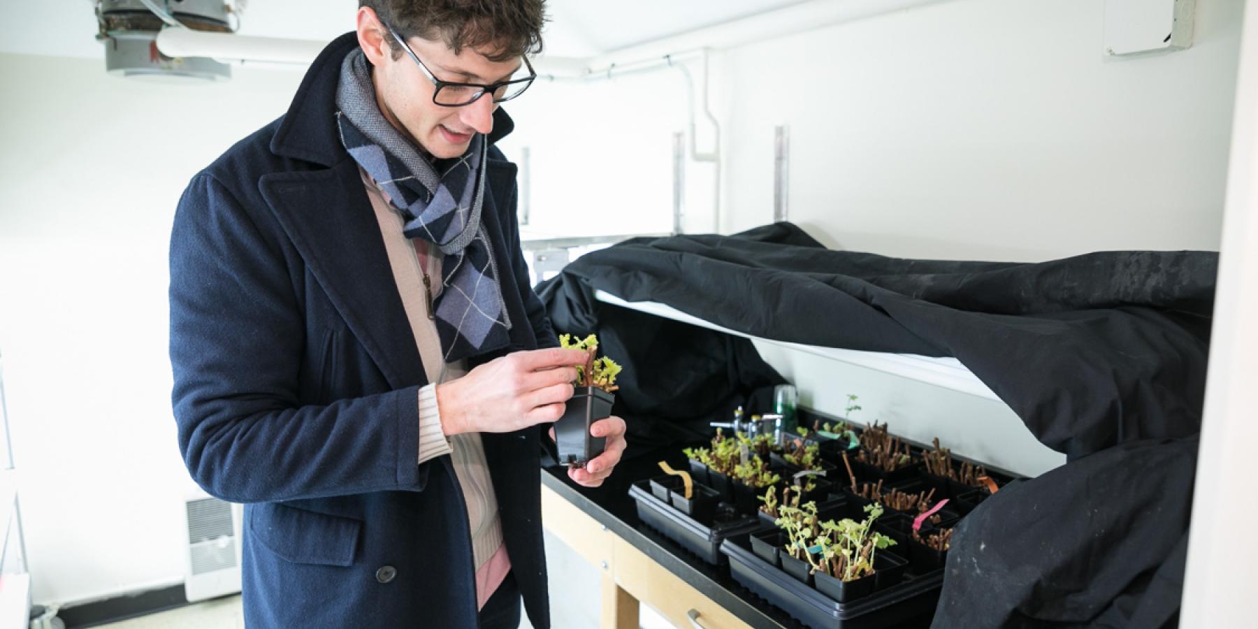 Kovaleski collects grape buds.