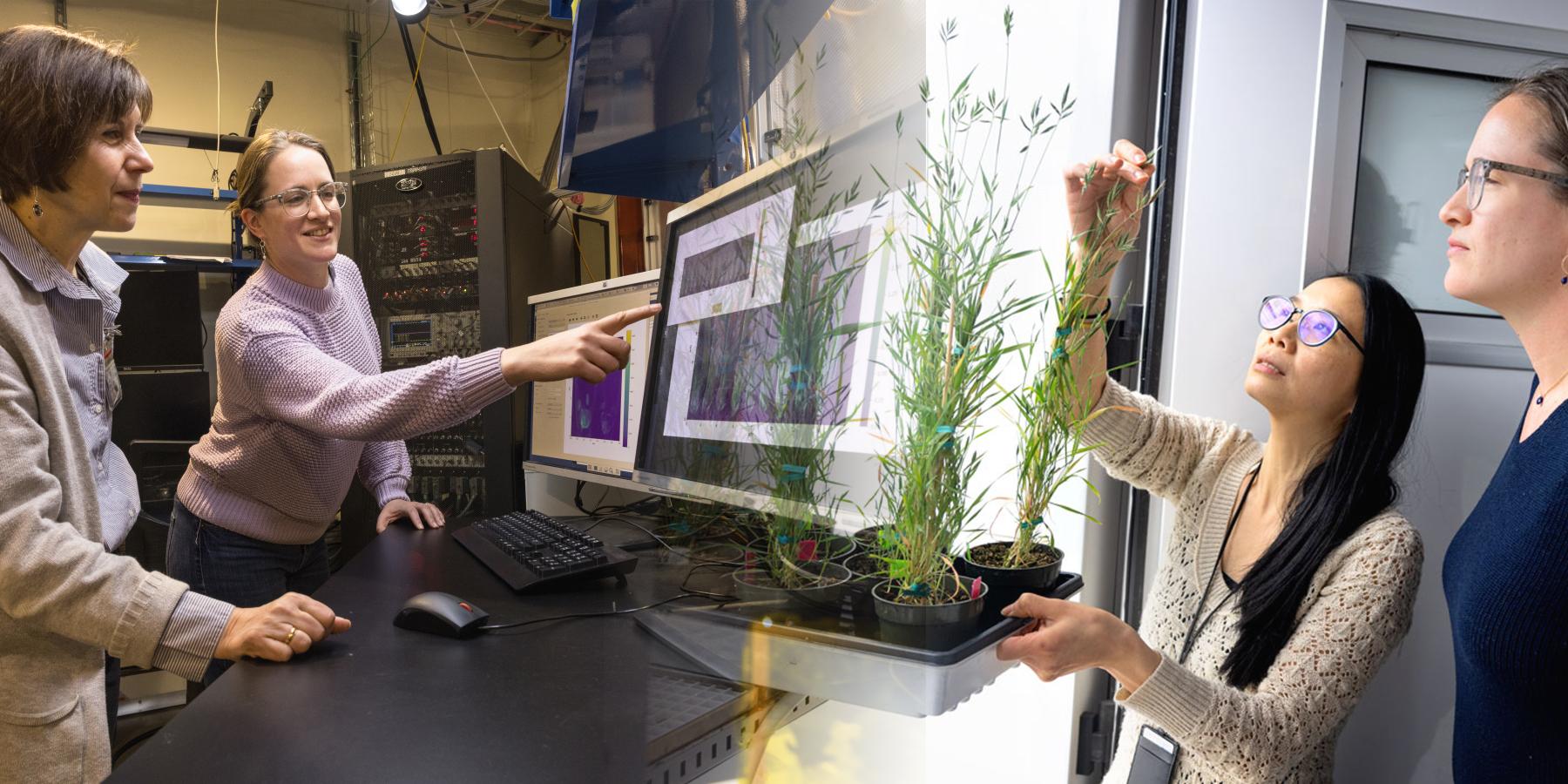 Image of scientists looking at plants and X-ray images